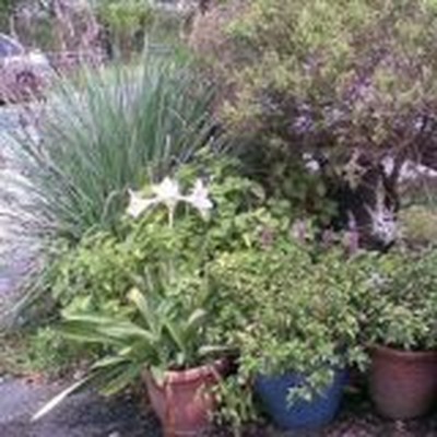 Mohanaturo Holistics